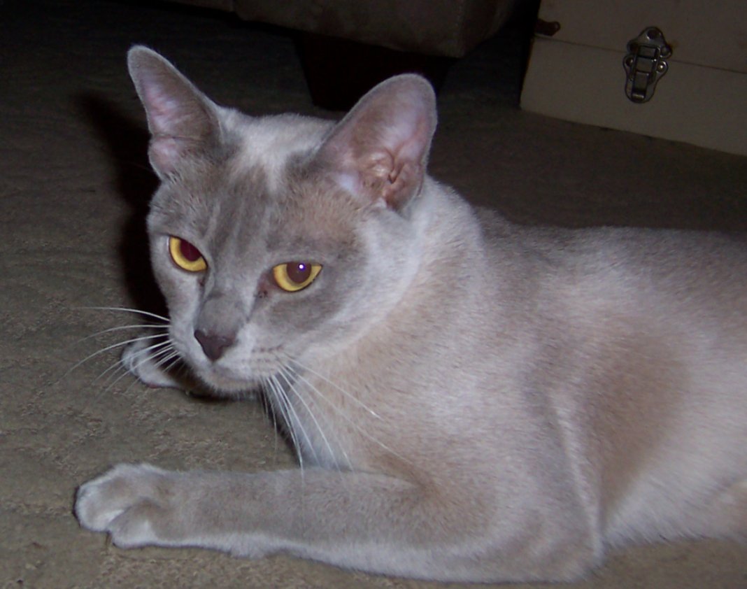 Cato Lily