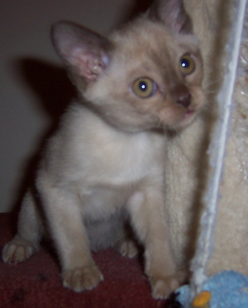 Chocolate female