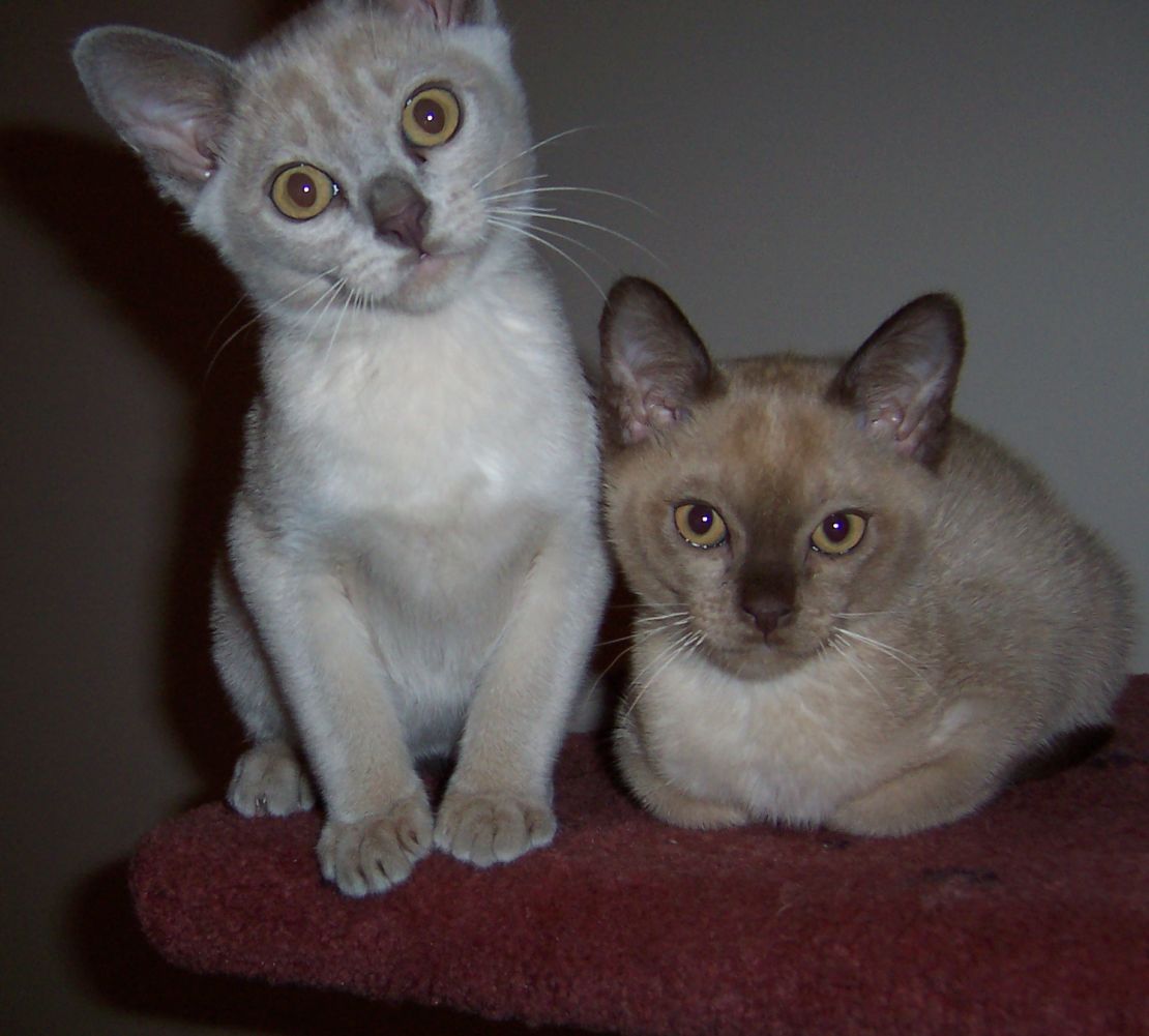 Kariad George and Kariad Boof