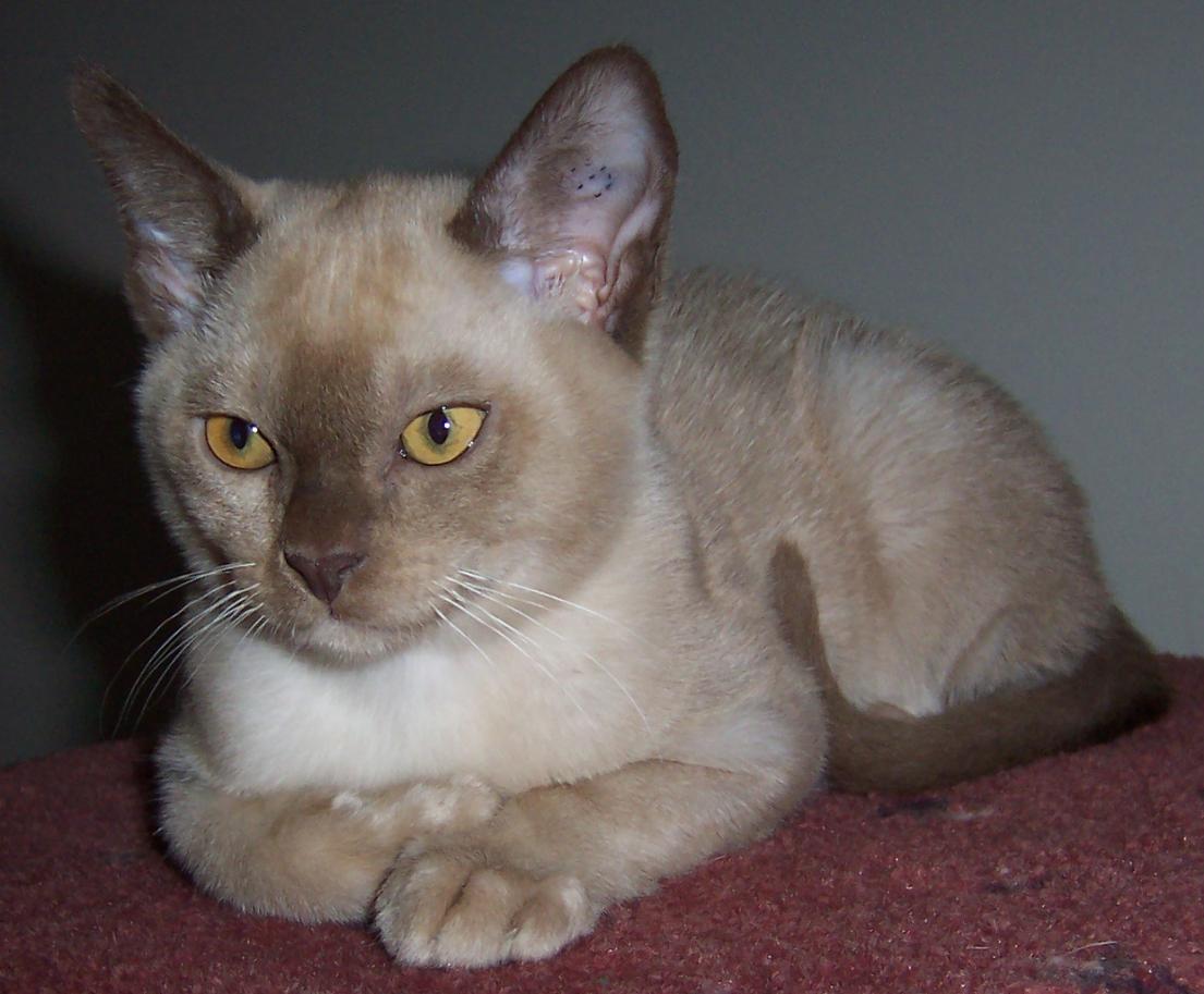 Kariad Jasper