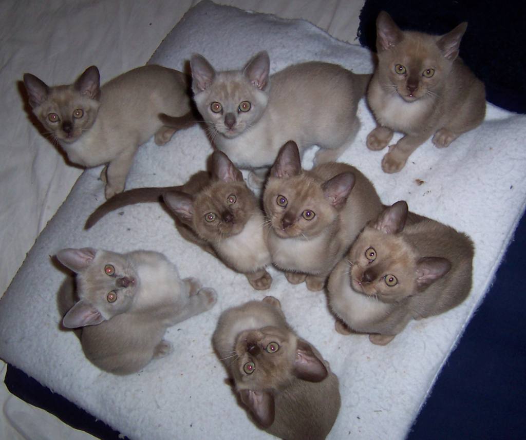 Kittens 8 weeks old