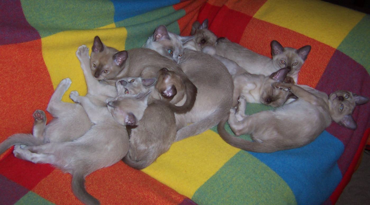 Kittens 10 weeks old