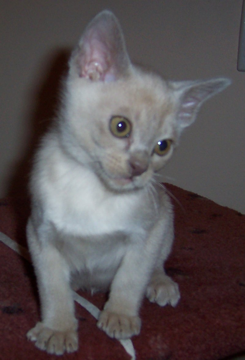 Lilac male