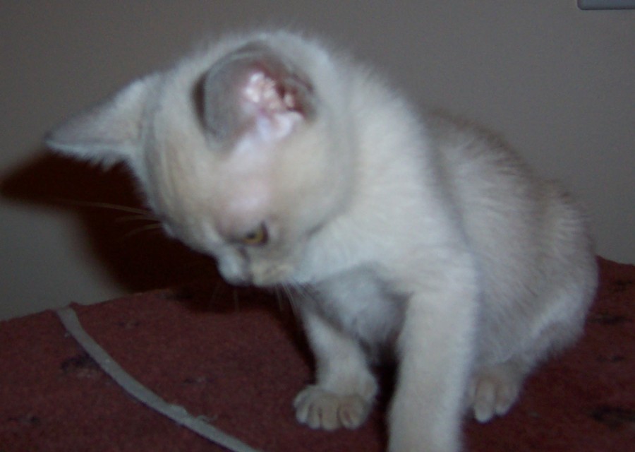 Lilac female