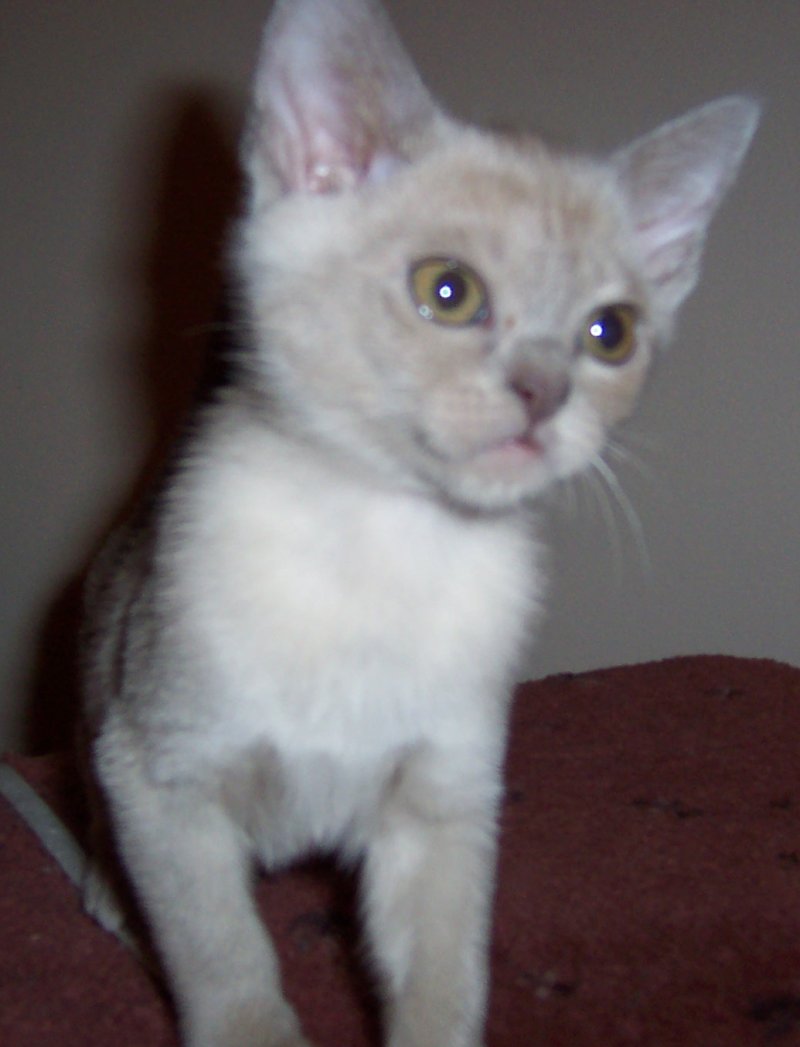 Lilac female