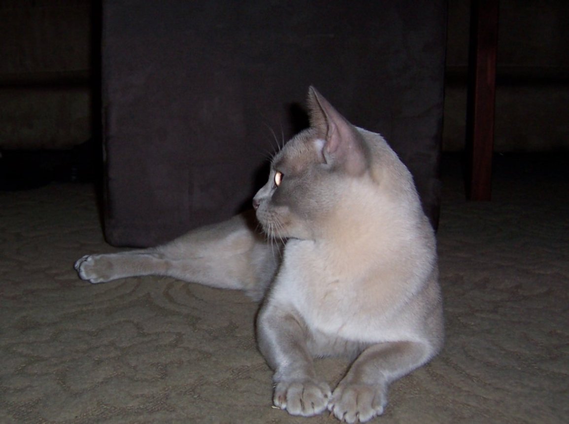 Cato Lily