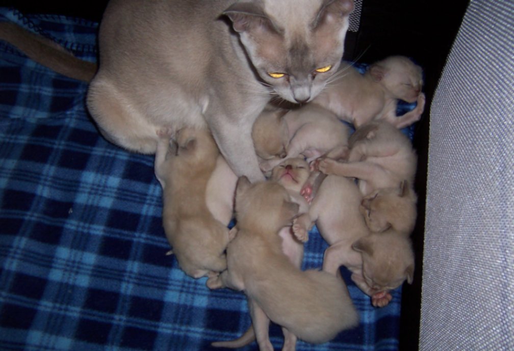 Lily's kittens 3 weeks old
