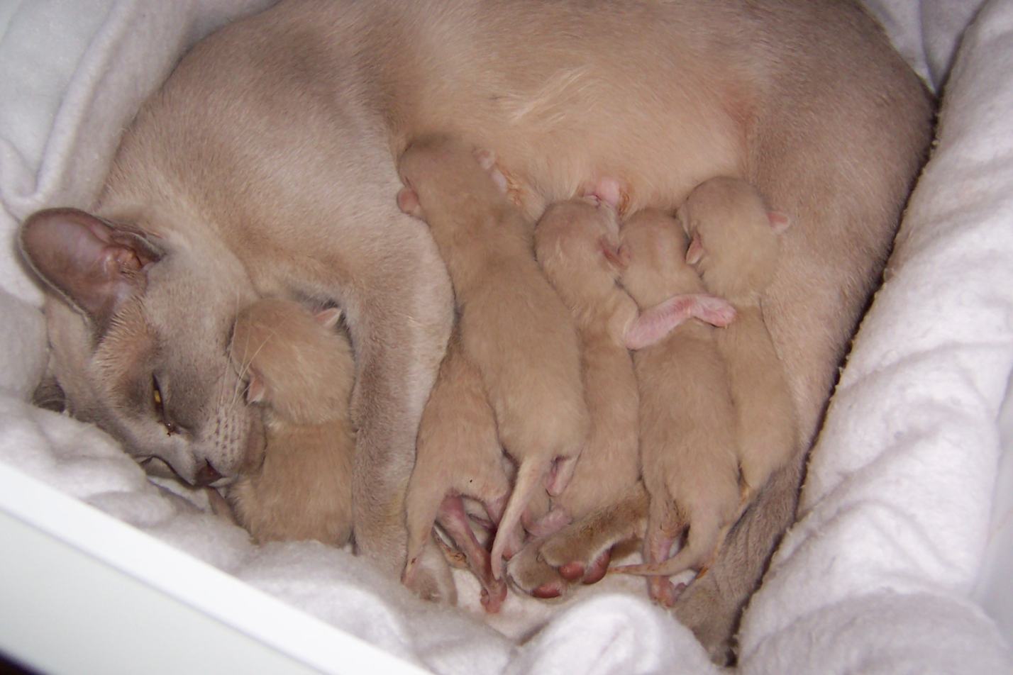 Lily's kittens 5 hours old