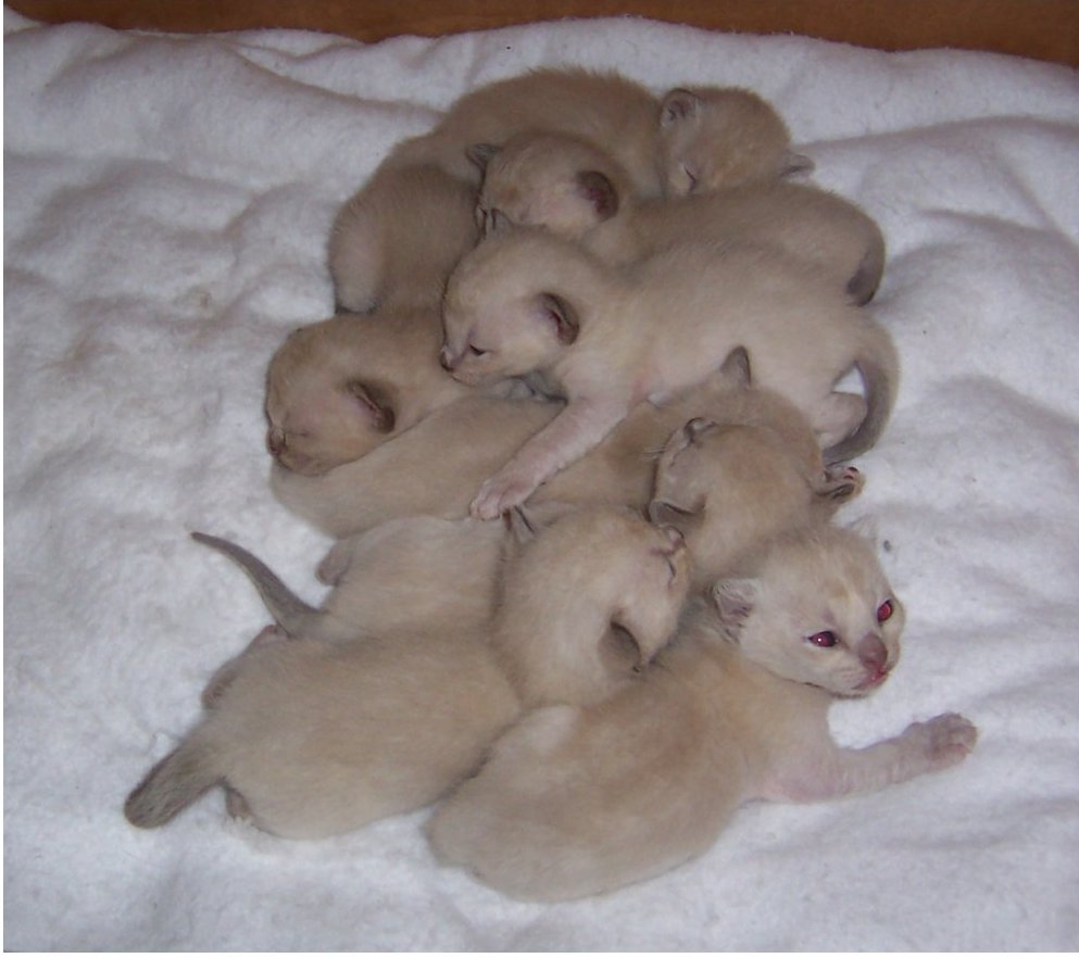 Lily's kittens 2 weeks old