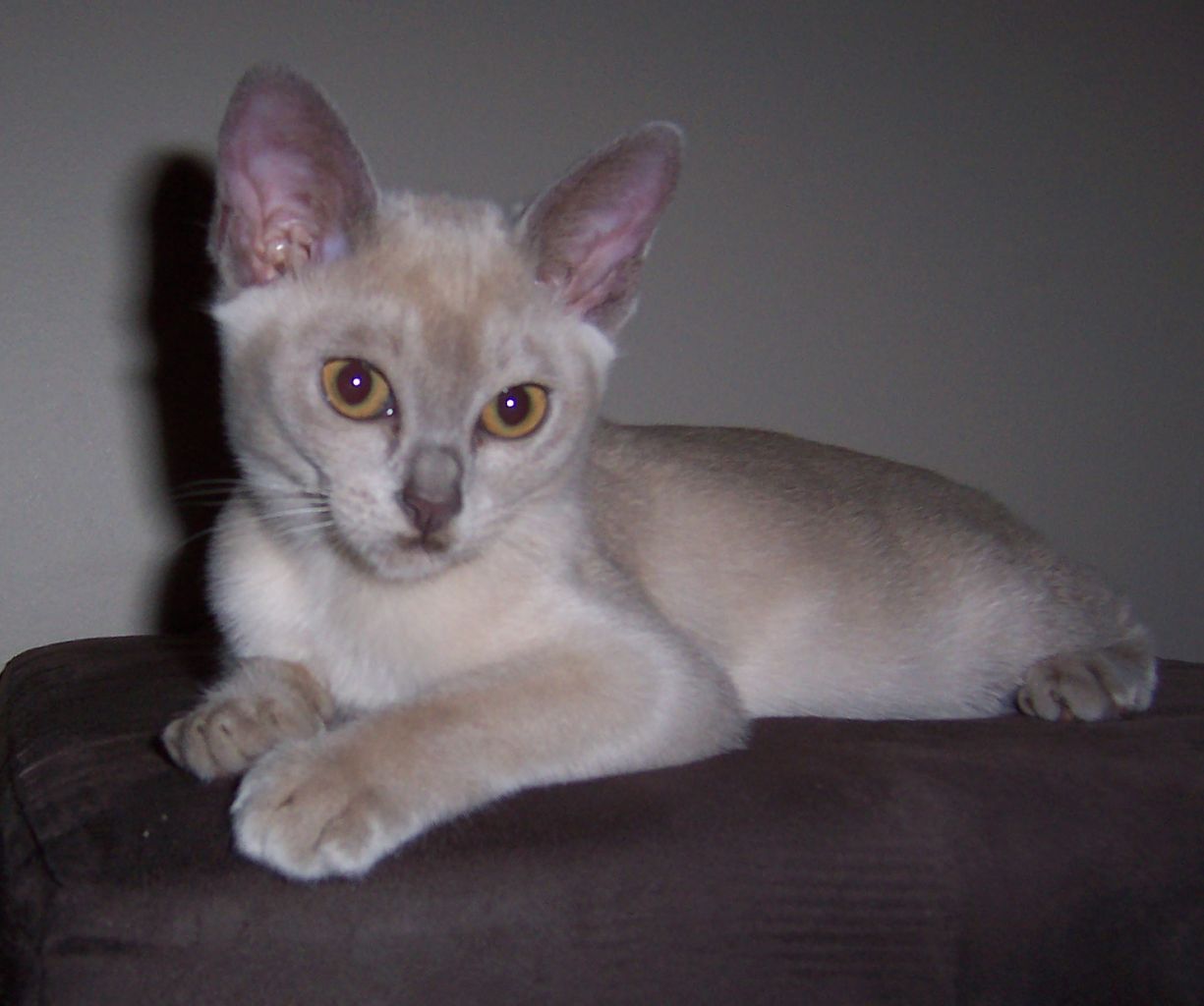 Kariad Meisha