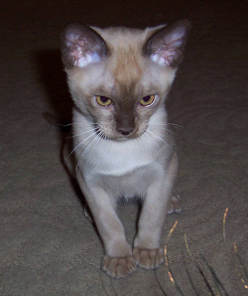 Kariad Milo