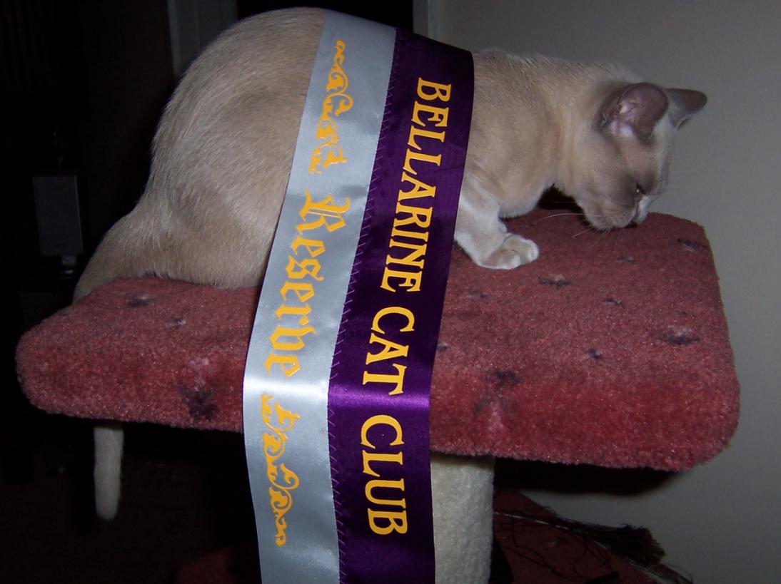 Mishka's first ribbon