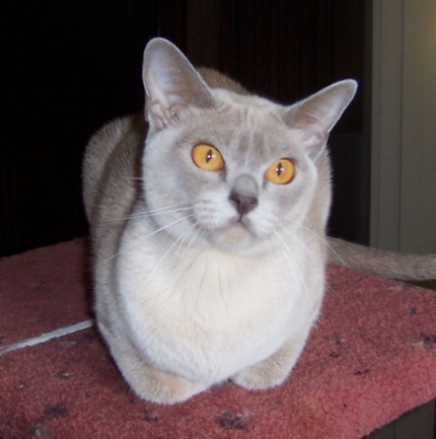 Maydar Tamishka