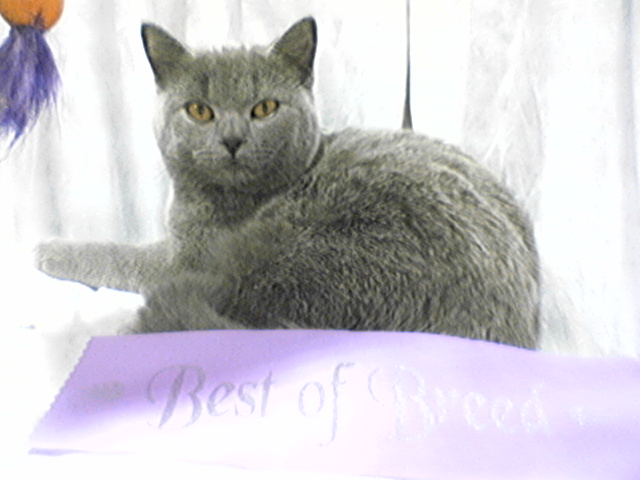 Sharad Blue Phantasy - 'Best of Breed'