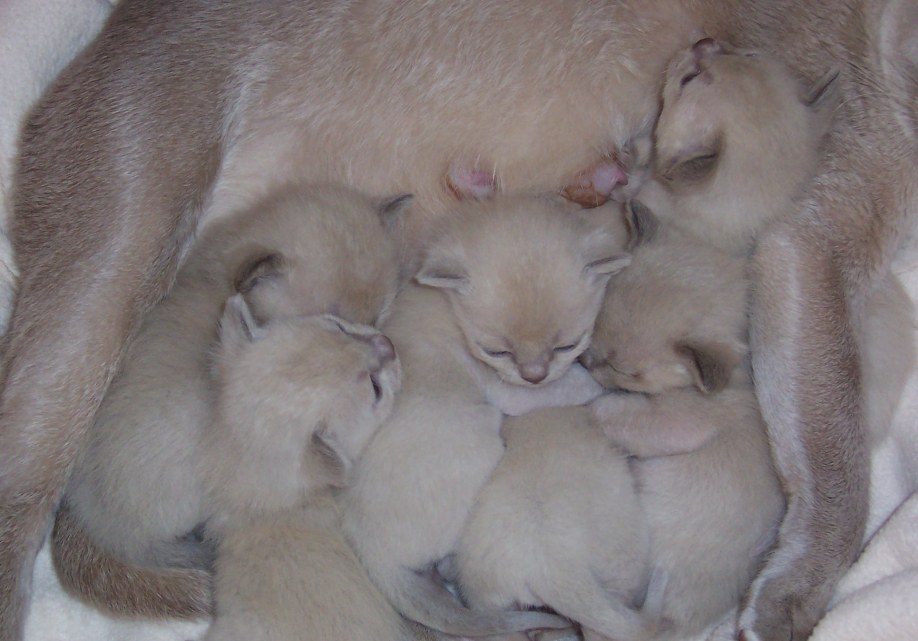 kittens 2 weeks old