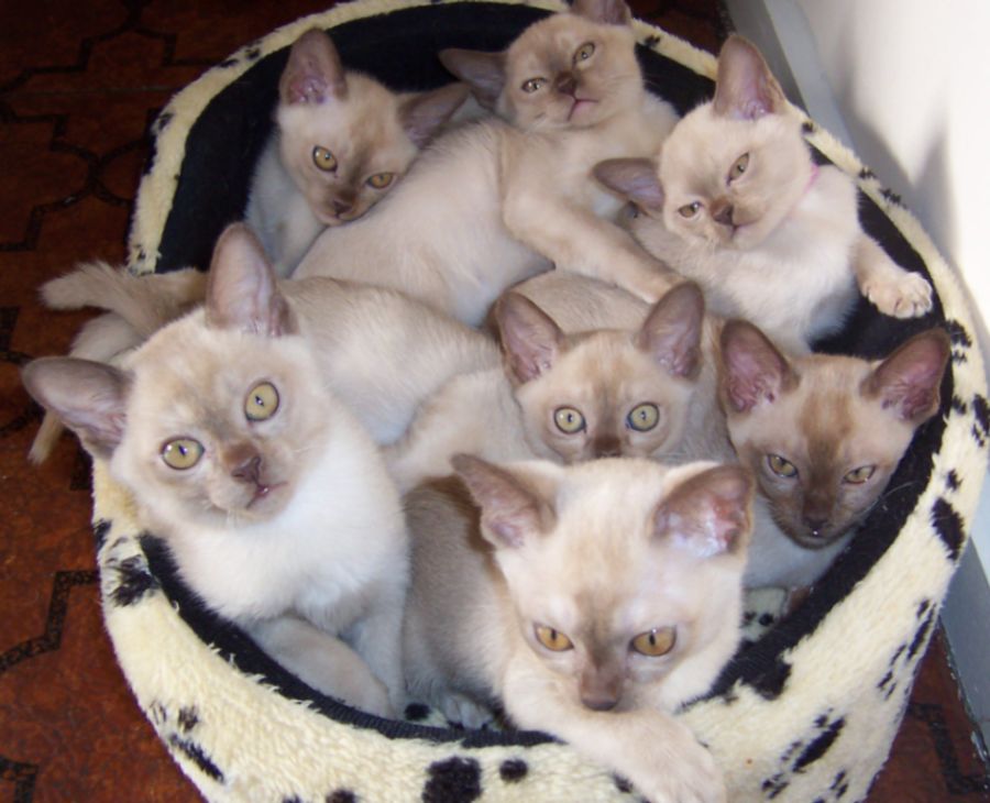Kittens at 10 weeks old