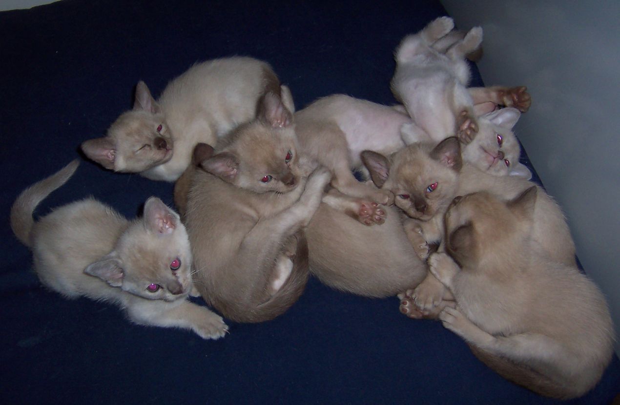 Kittens 5 weeks old
