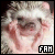 Baby Animals Fan