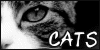 Domestic Cats Fan