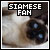 Siamese Cats Fan