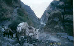 The donkeys have the job of carrying most of the provisions to all the different villages on the circuit