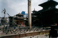Pigeons in Durbar square