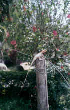 If staying in Pokhara, I recommend the Banana Garden lodge which has a most beautiful garden and its own resident lizard
