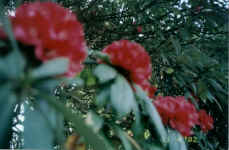 Gorepani (2750m) is famous for its Rhododendron forests which are in full bloom at this time of year. In some places the petals had fallen, so creating a red carpet on which to walk- beautiful!
