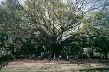 A 1,500 year old tree in the Bangalore botanical gardens, India