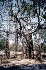 The banyan tree sends out vertical branches which then become roots themselves. India