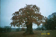 One of my favourite trees of Bradgate Park