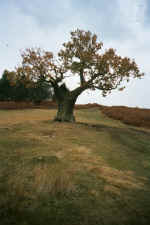 Neil up a tree in Bradgate Park!