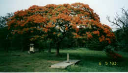 A colourful tree in the Calcutta botanical gardens, India.