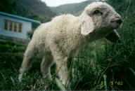 pix/curious_lamb.jpg (71094 bytes)