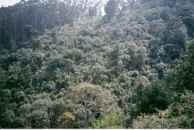 pix/kodaikanal.jpg (121518 bytes)