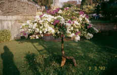I love the colours of this tree in Mangalore, India. Notice also how it is propped up by a brick!