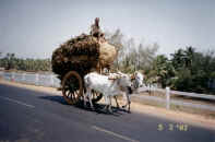 pix/oxen_and_cart.jpg (74415 bytes)