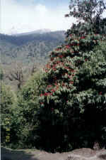 Gorepani in the Annupurna region of Nepal is famous for its rhododendron trees