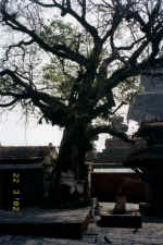 Banyan Tree in Durbar square, Kathmandu. Notice how it is taking over the tree beneath it