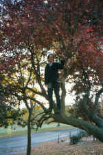 Me up a tree in Spinney Hill Park