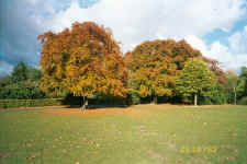 Autumn colours in Spinney Hill Park, Evington
