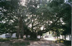 Big tree inside Vellore fort, India