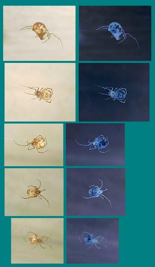 The "HOUSEGUEST" --Pantry spider in April 2003