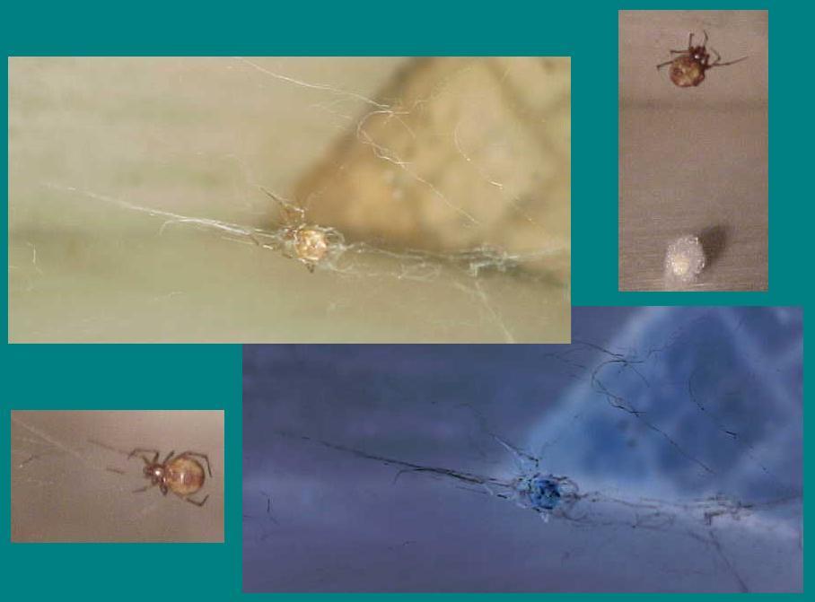 The clearest shots of the "HOUSEGUEST'S" web construction