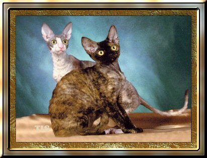 Tortellina & Jazz