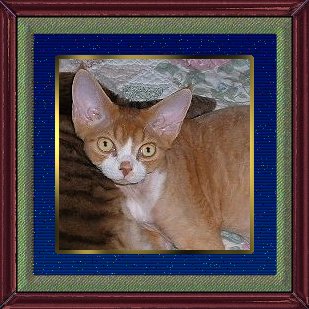 CH Karmacatz Gryffon of Kinklecats