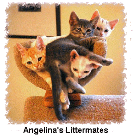 Photo of Kittens