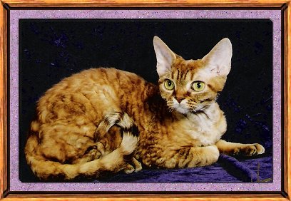Tawny