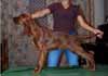 Ad Libitum - 3 months