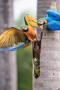 pantanal brasilien bilder 193x200